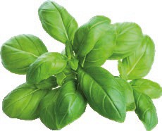 Basilico