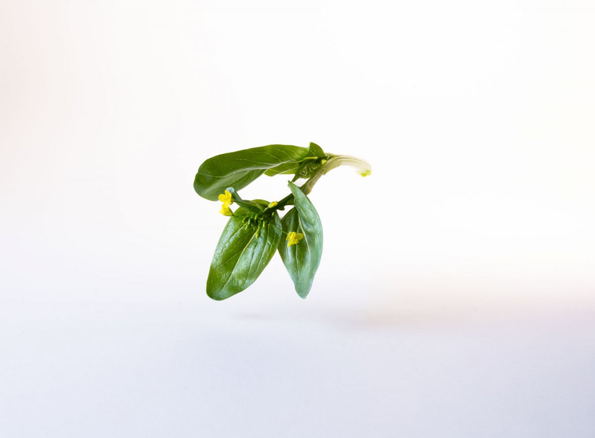 Choy Sum