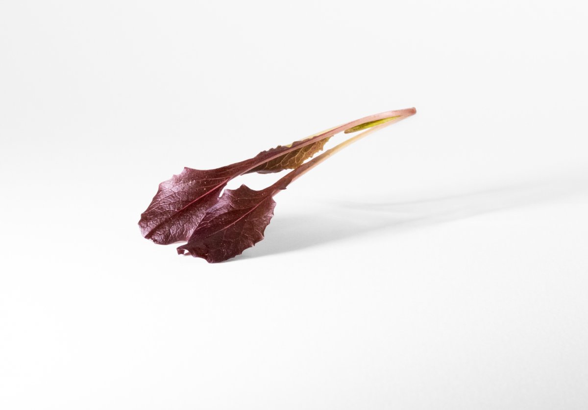 Lattughino Rosso