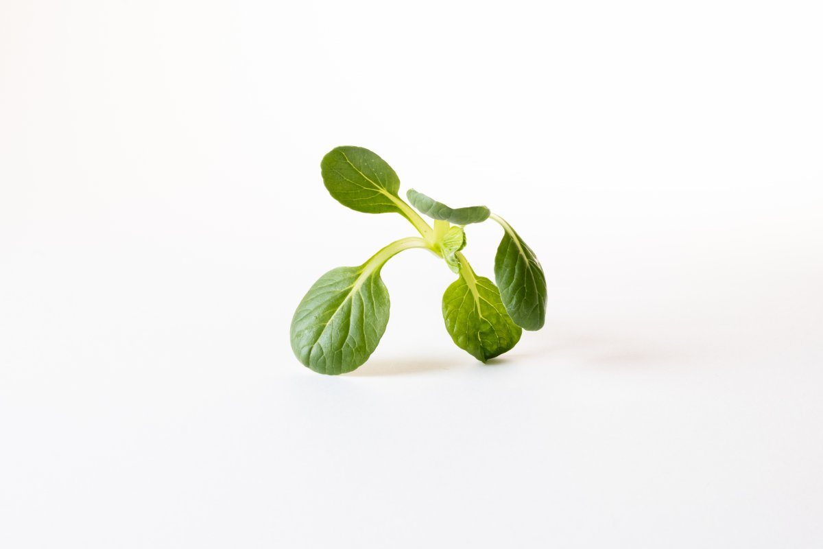 Tatsoi