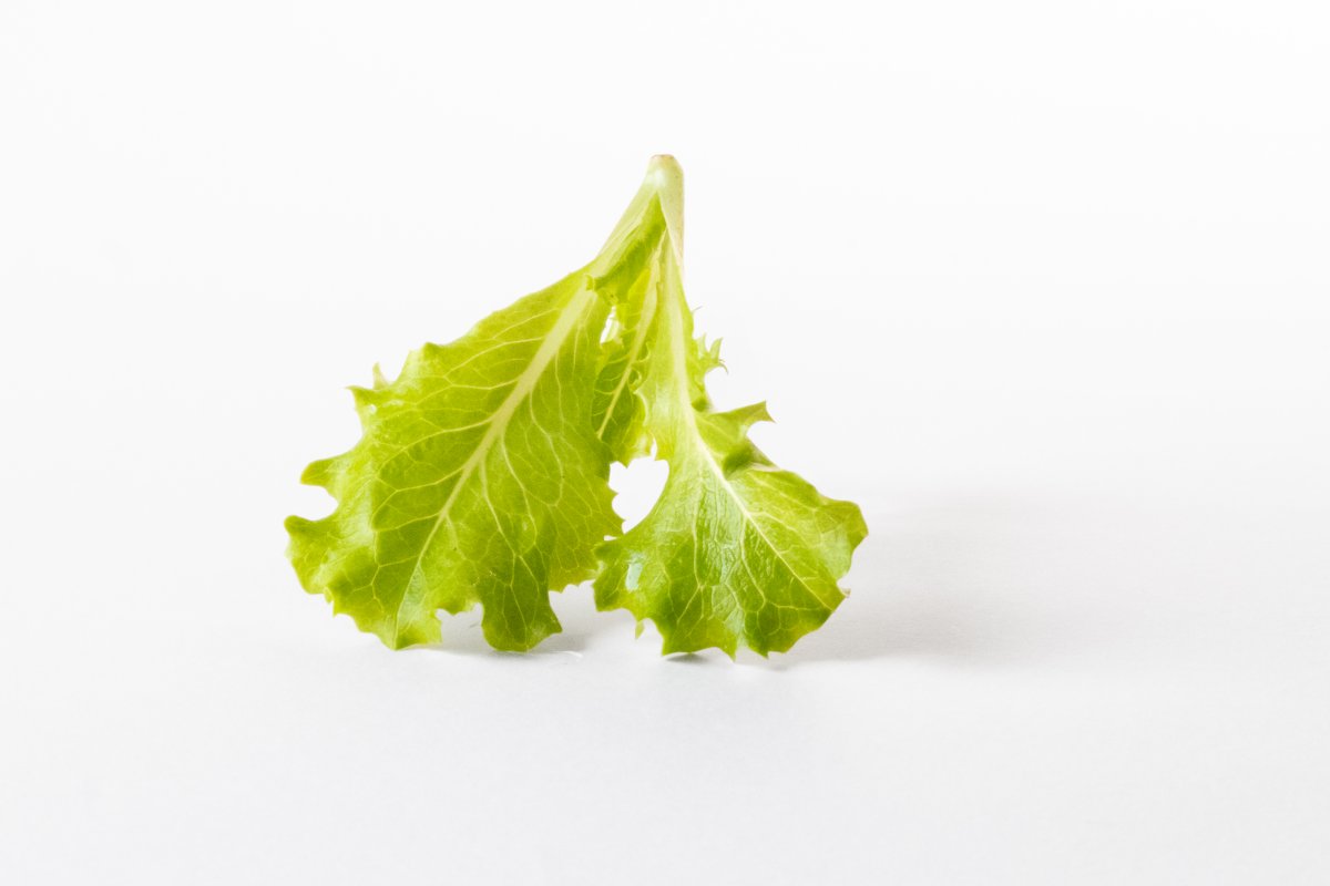 Lattughino Verde
