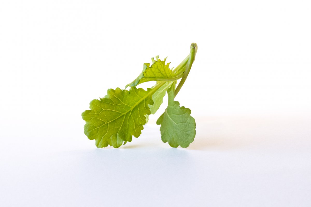 Senape Wasabi